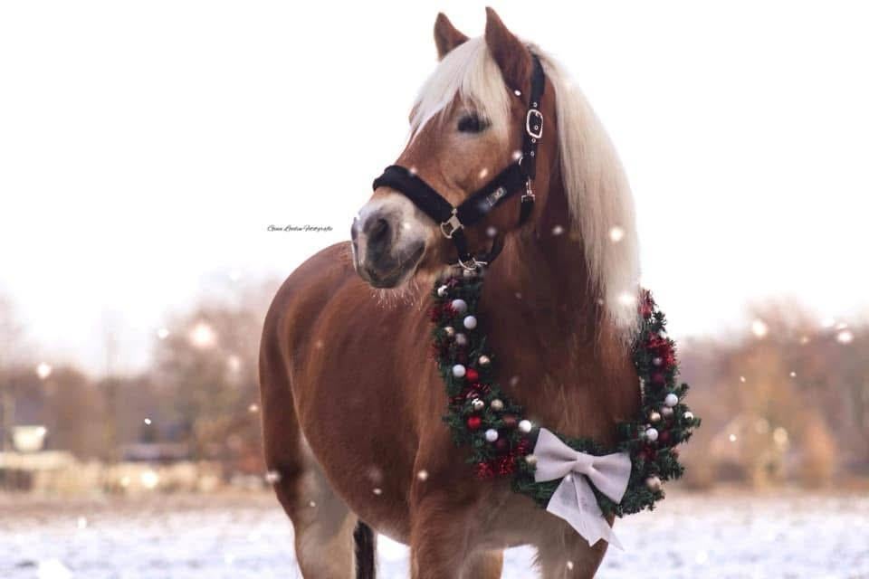 Halflinger Merrie, Dieren en Toebehoren, Pony's, Merrie, Zadelmak, D pony (1.37m tot 1.48m), Recreatiepony, 11 jaar of ouder, Met stamboom