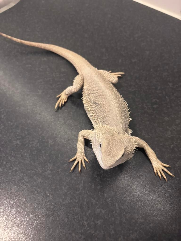 Baardagaam zero vrouw, Dieren en Toebehoren, Overige soorten, 7 tot 10 jaar