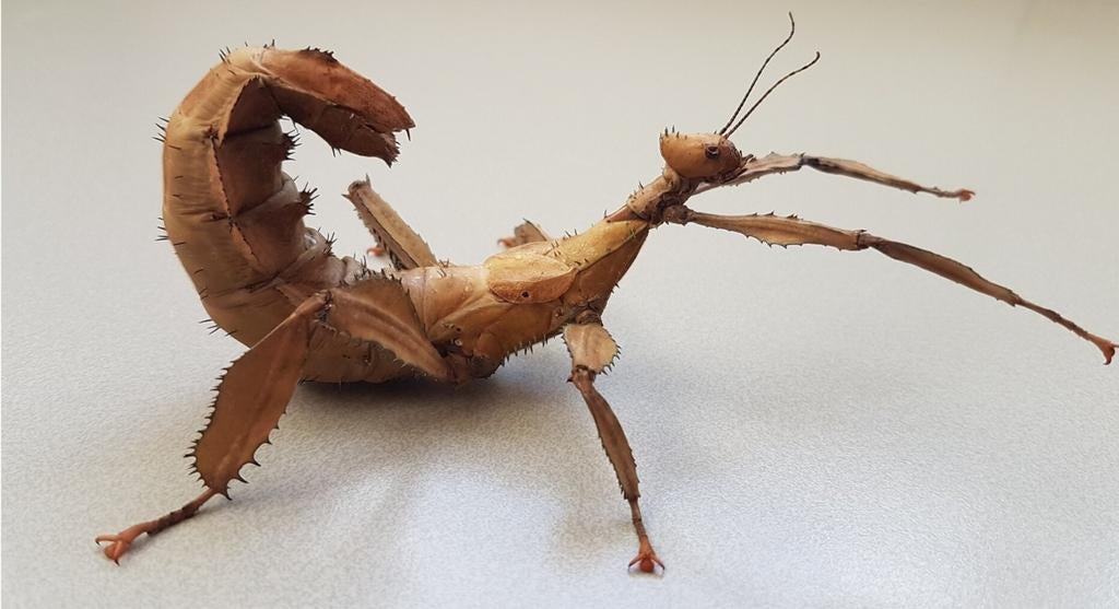 Australische flappentak nympfjes, Dieren en Toebehoren