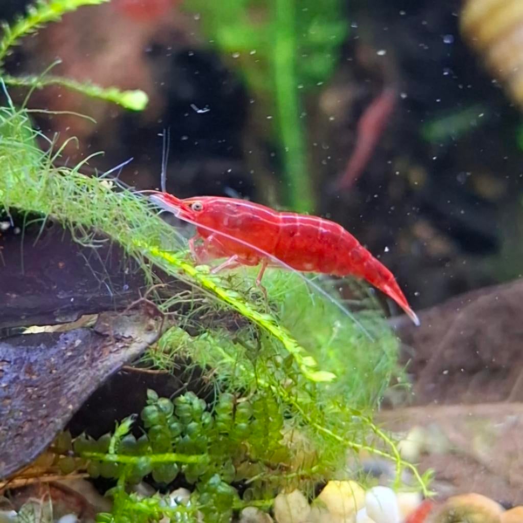 Neocaridina vuurgarnalen, Dieren en Toebehoren, Vissen | Aquariumvissen