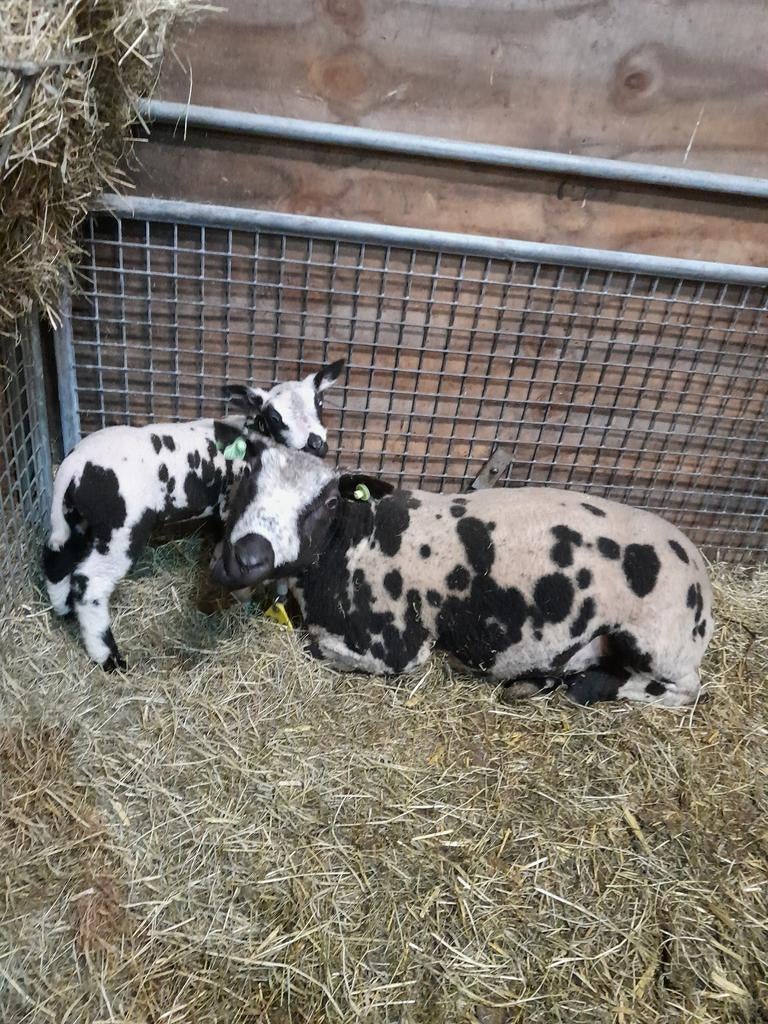 Schaap met ramlam / kipper, Vrouwelijk, Schaap