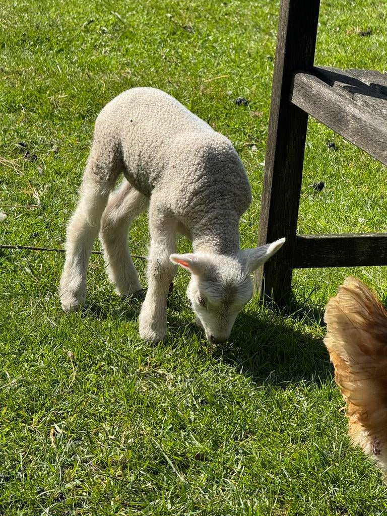 Leb lam, Dieren en Toebehoren, Vrouwelijk, Schaap
