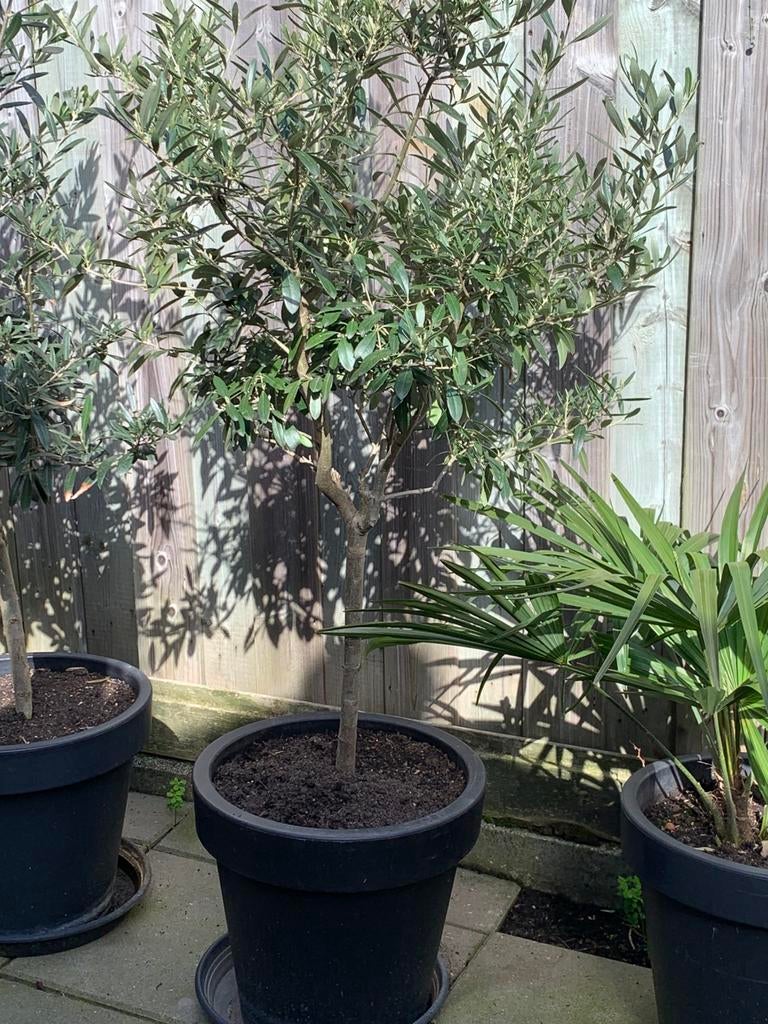 Olijf boom, Ophalen of Verzenden, Volle zon, Overige soorten