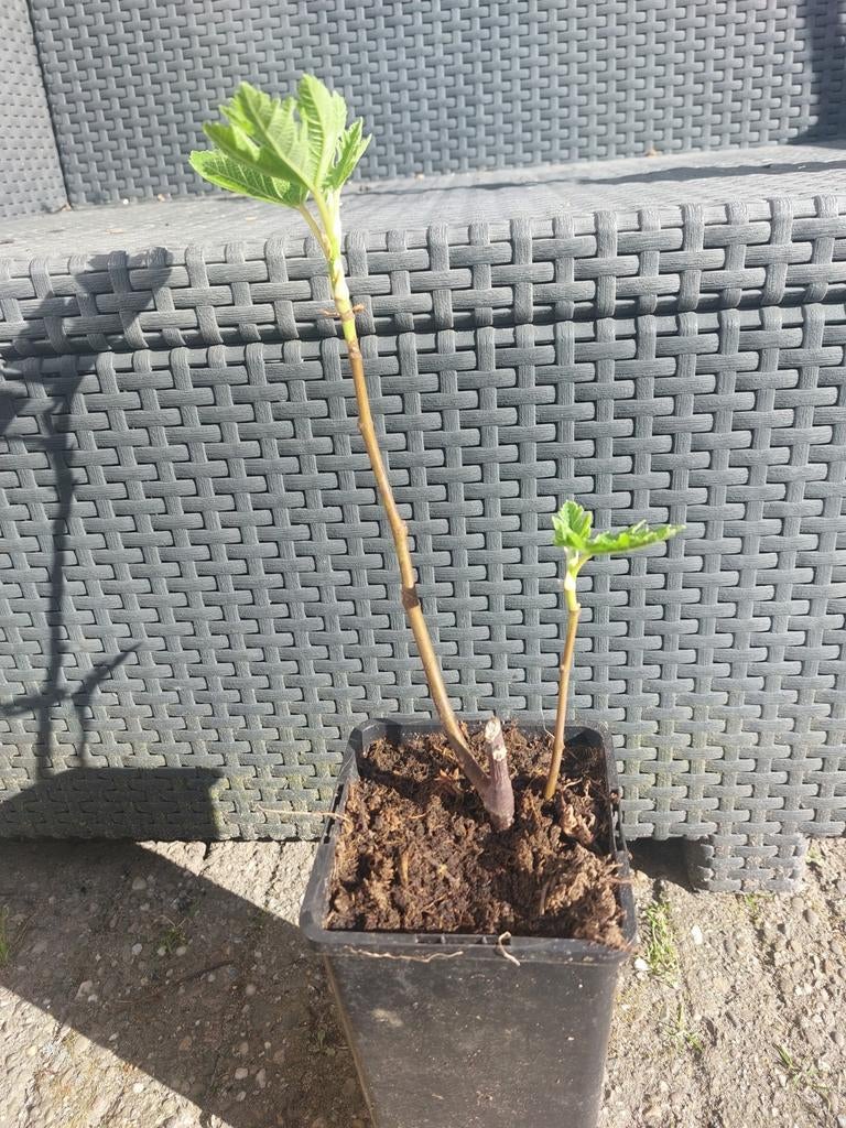 Vijgen boom stekken meerdere beschikbaar, Ophalen, Minder dan 100 cm, Volle zon, Vijgenboom