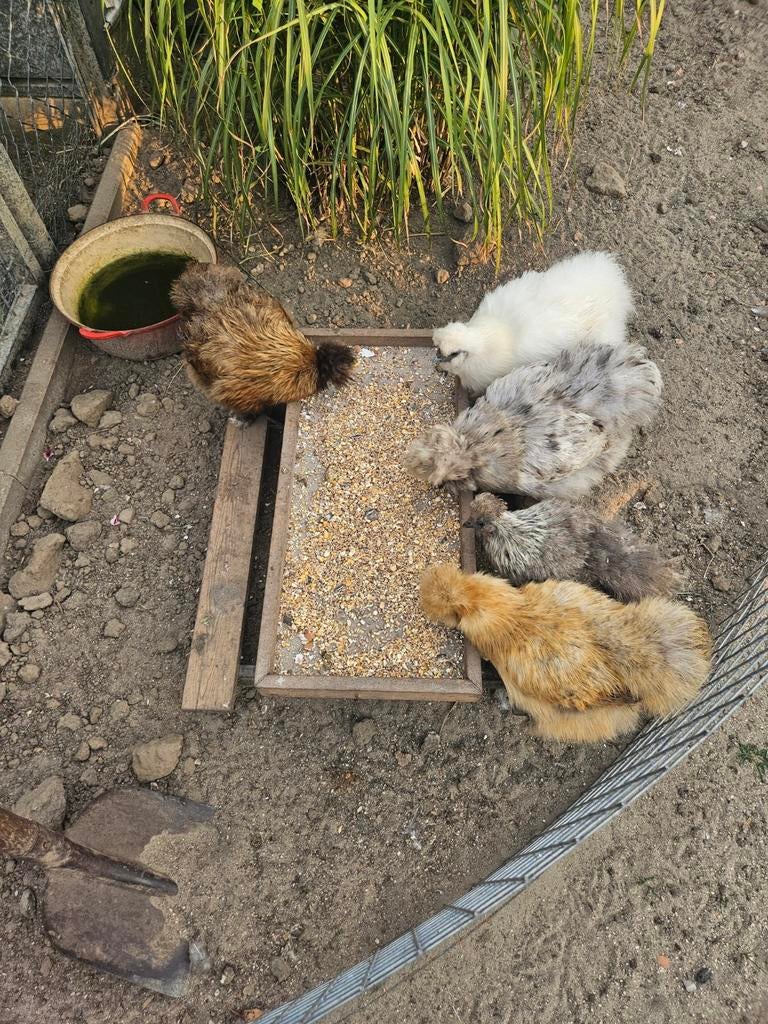 Zijdehoen broedeieren, Meerdere dieren, Kip