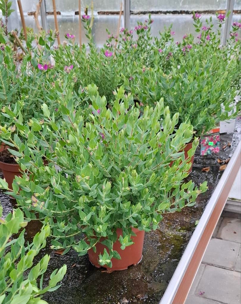 Vleugeltjes bloem  polygala myrtifolia struik., Ophalen, Overige soorten, Volle zon