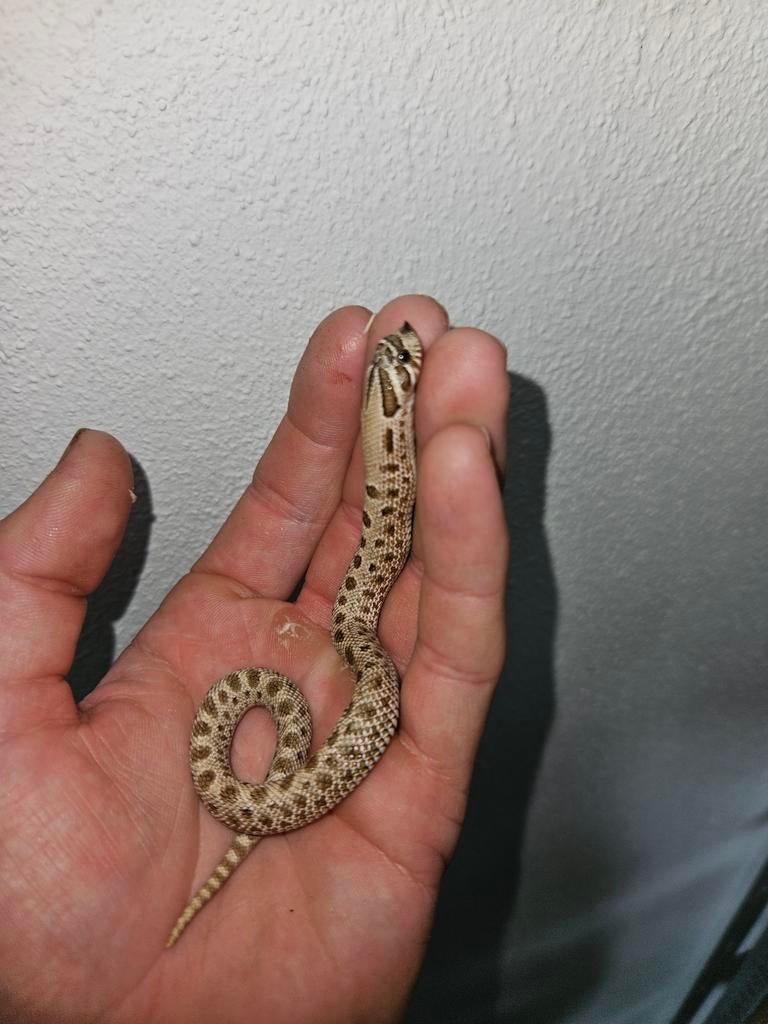 Haakneusslang Heterodon Nasicus. Hognose Snake - female for sale from Jurian
