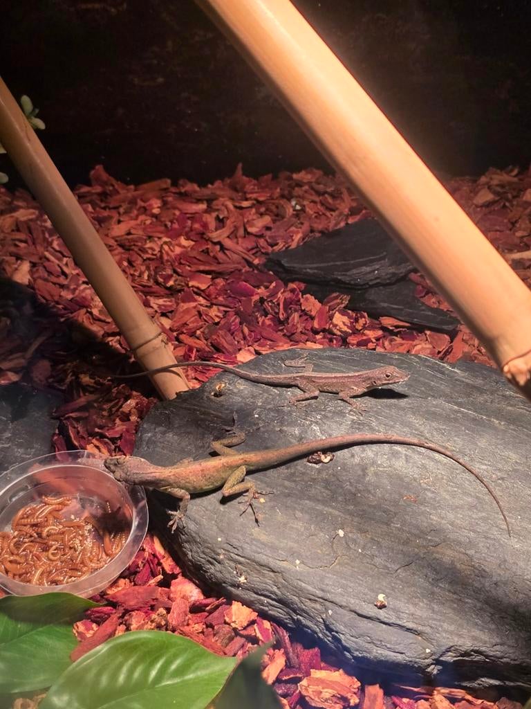 Diverse koppels jonge anolissen, Hagedis, 0 tot 2 jaar