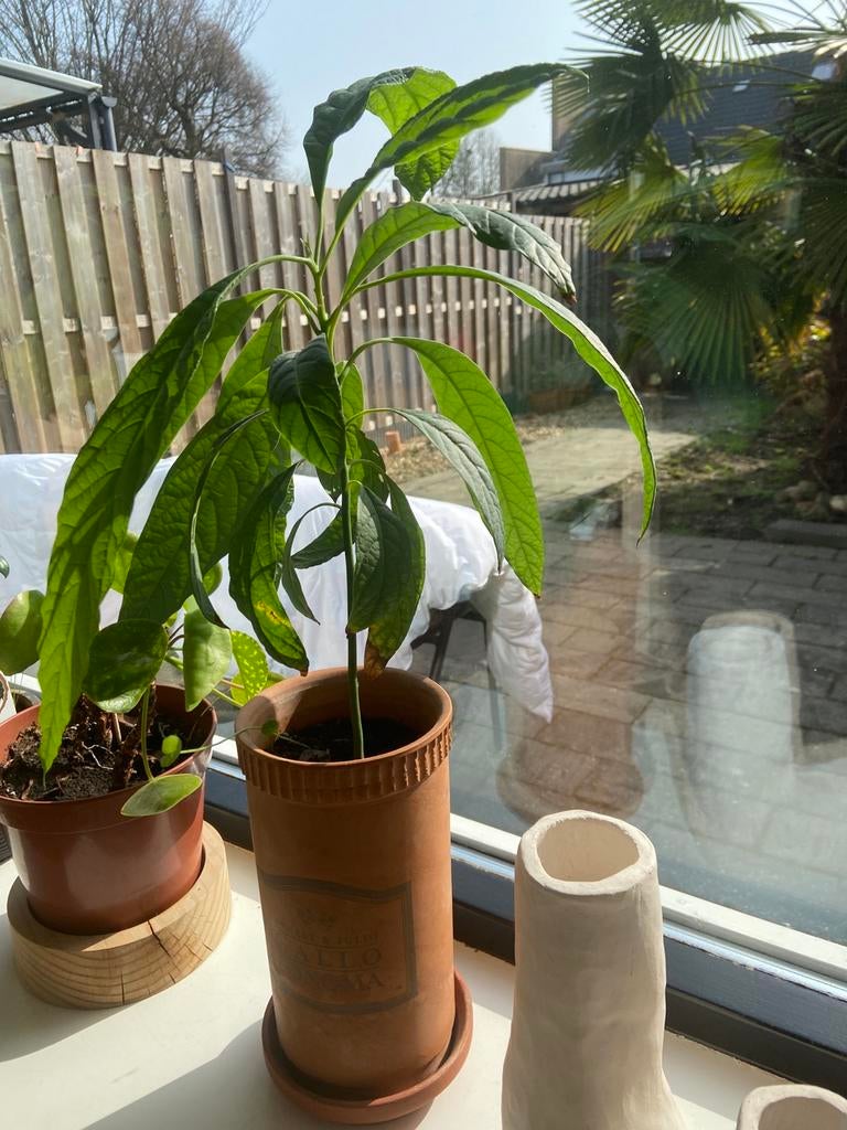 Avocado plantje ca 20cm hoog, Ophalen, Volle zon, Minder dan 100 cm