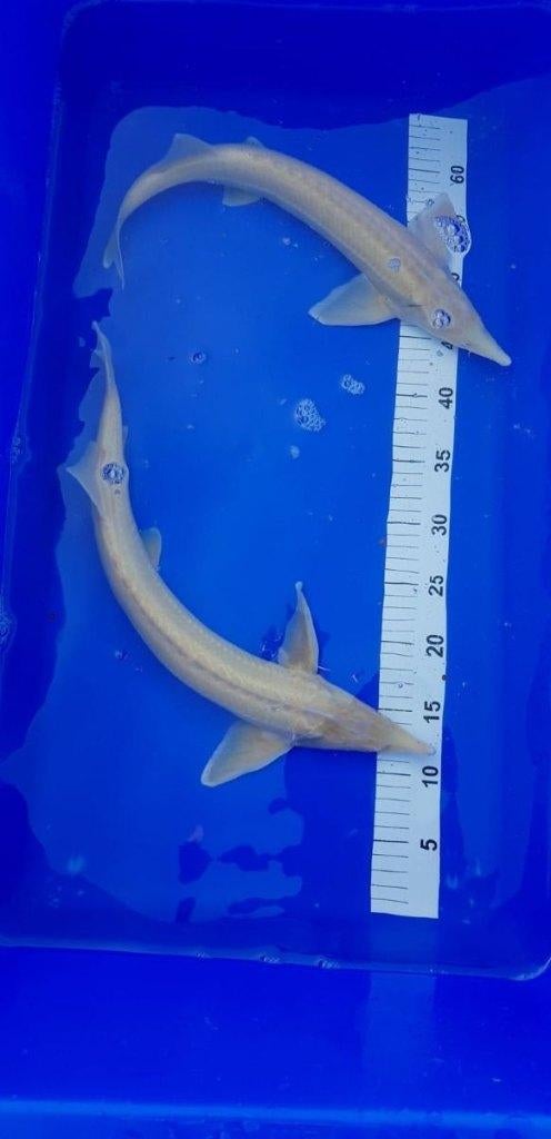 Beide paasdagen geopend albino steur diverse maten, Steur