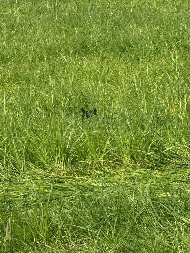 Weide gezocht voor paarden eigen beheer., Dieren en Toebehoren, Stalling en Weidegang, Weidegang, 2 of 3 paarden of pony's