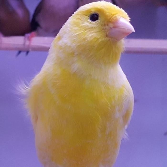 Serinus canaria, Dieren en Toebehoren