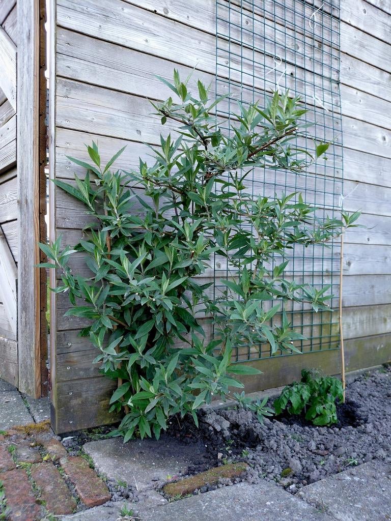 Buddleja Vlinderstruik paars, Tuin en Terras, Planten | Struiken en Hagen, Ophalen, Vlinderstruik, Struik, Minder dan 100 cm