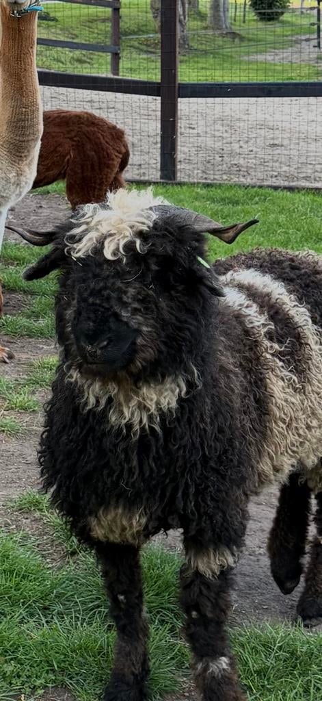 Prachtige Unieke Walliser Schwarznase Ooien (Spitti, Spitty), Vrouwelijk, Schaap