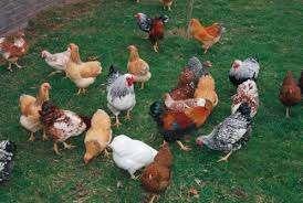 Krielkippen:Wyandotte-Bielefelder-Welsumer-Susex-Barnevelder, Dieren en Toebehoren, Vrouwelijk, Kip