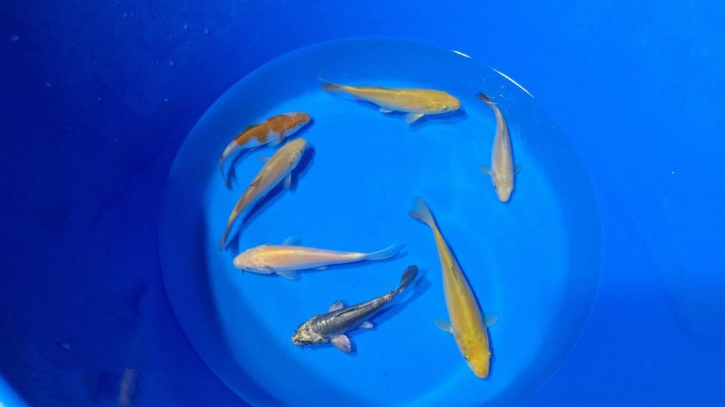 Chagoi, karashi, ochiba van de kweker otsuka, Karper of Koi