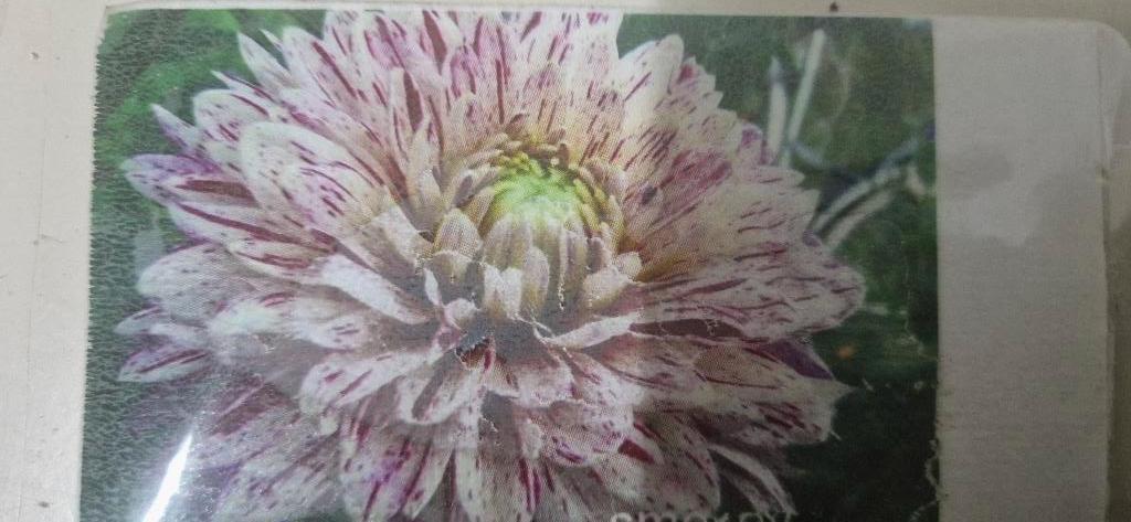 Dahlia knollen, Tuin en Terras, Ophalen of Verzenden, Voorjaar, Volle zon, Knol