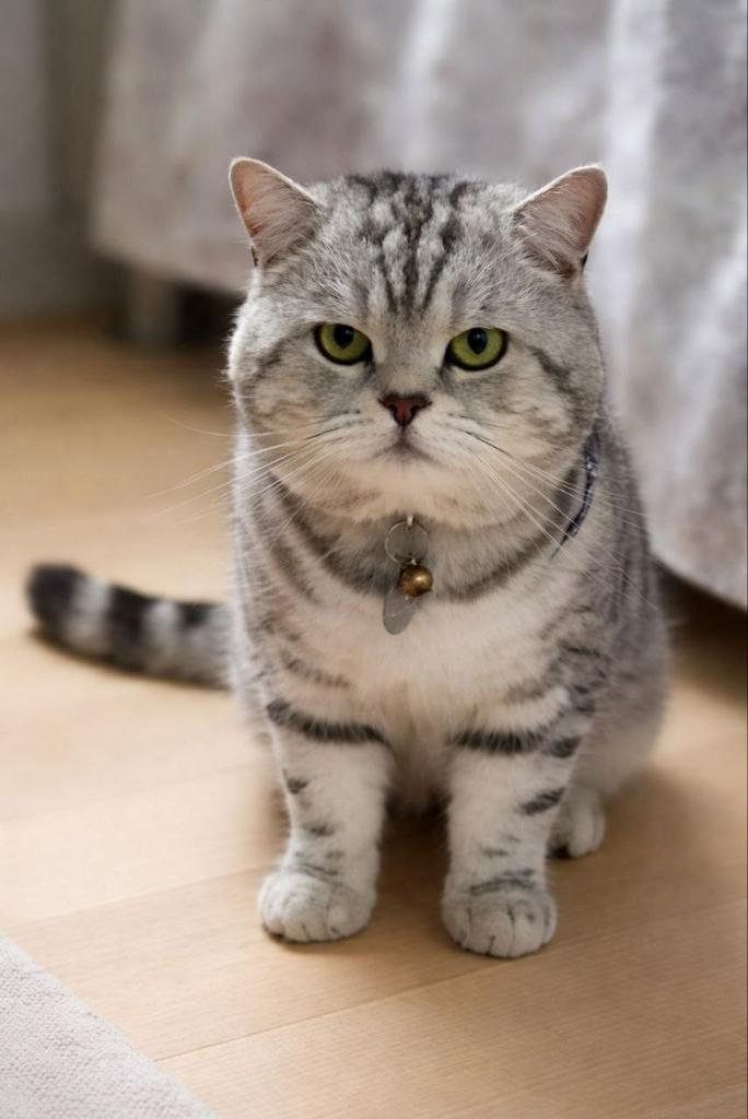 Dekkater Brits Korth. Black Silver tabby blotch Incl.FivFelv