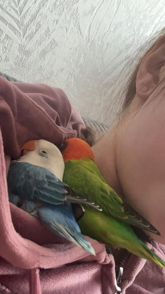 Agapornis koppeltje, Meerdere dieren, Dwergpapegaai of Agapornis