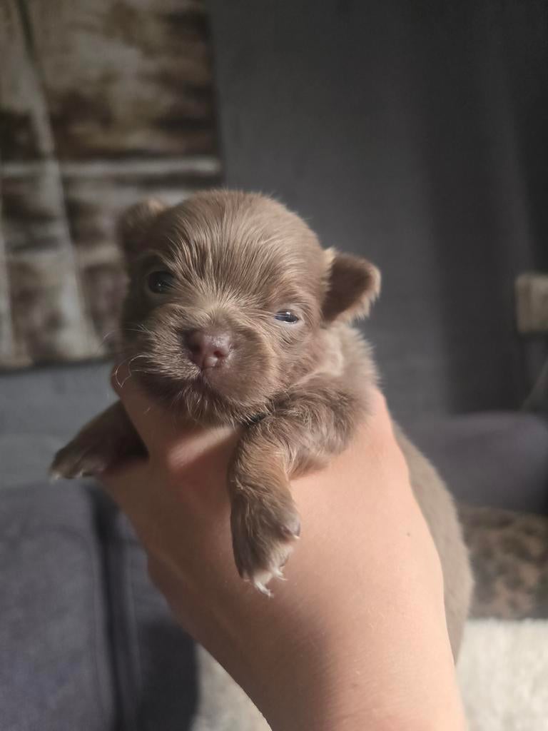 Pomchi pups met speciale kleuren😍🐶, 8 tot 15 weken, Parvo, Meerdere, Meerdere dieren