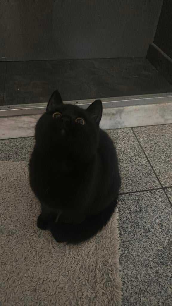 Prachtige Ragdoll kittens zoek een nieuwe baasje, Dieren en Toebehoren, Meerdere dieren