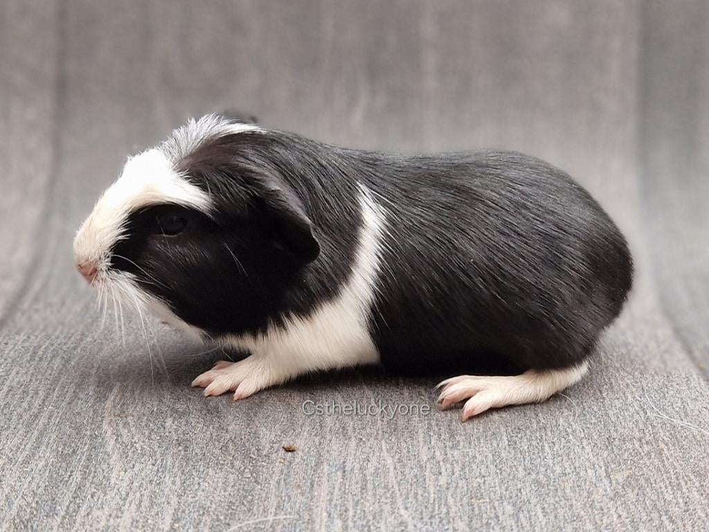 Cavia beer, Dieren en Toebehoren, Knaagdieren, November, Mannelijk, Cavia