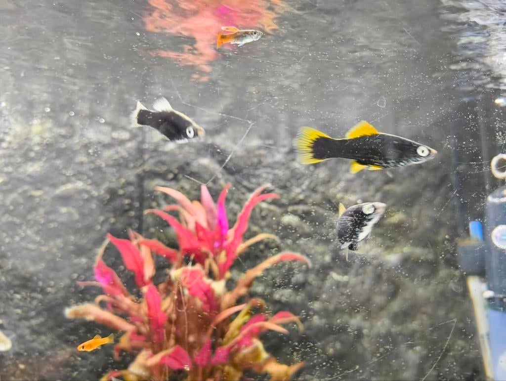 Sword tails / zwaarddragers aquariumvissen, Dieren en Toebehoren, Vissen | Aquariumvissen, Vis, Zoetwatervis