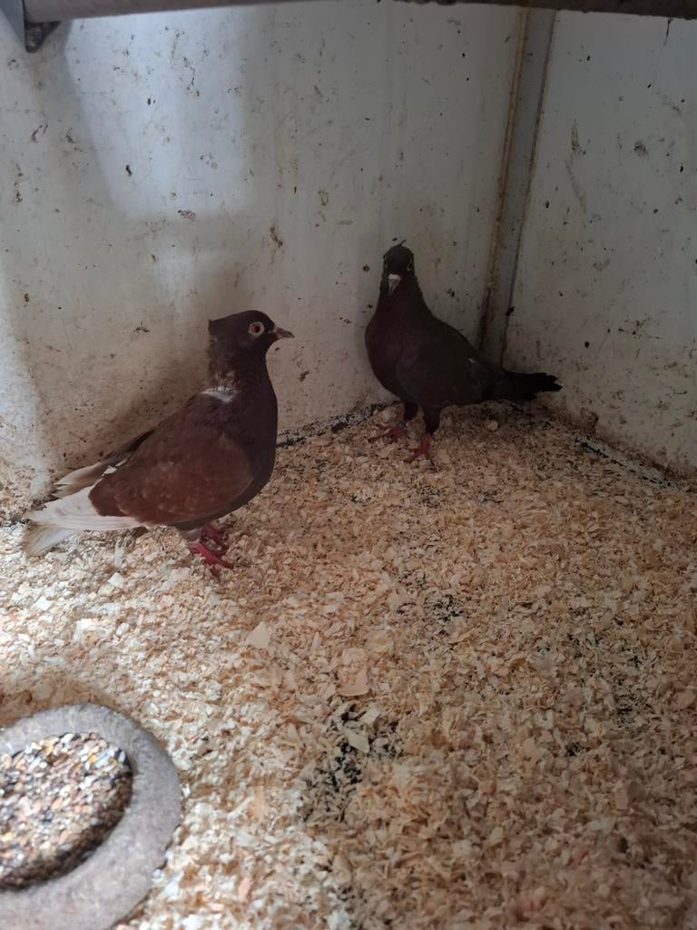 Koppel vinkduiven, Dieren en Toebehoren, Meerdere dieren, Overige soorten