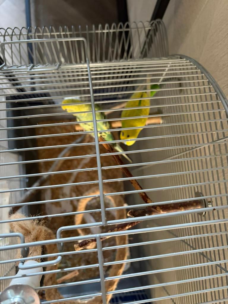 Koppel grasparkiet, Dieren en Toebehoren, Meerdere dieren, Parkiet