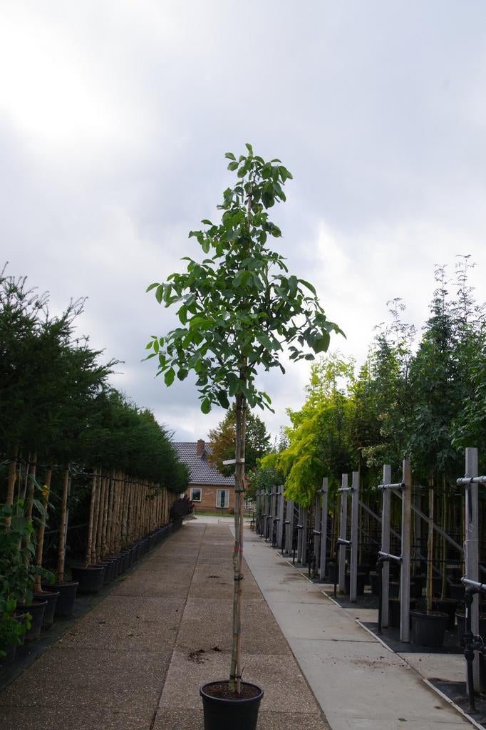 Walnoten bomen broadvieuw  vereelde notenbomen, Tuin en Terras, Ophalen of Verzenden, Volle zon, Overige soorten, 250 tot 400 cm