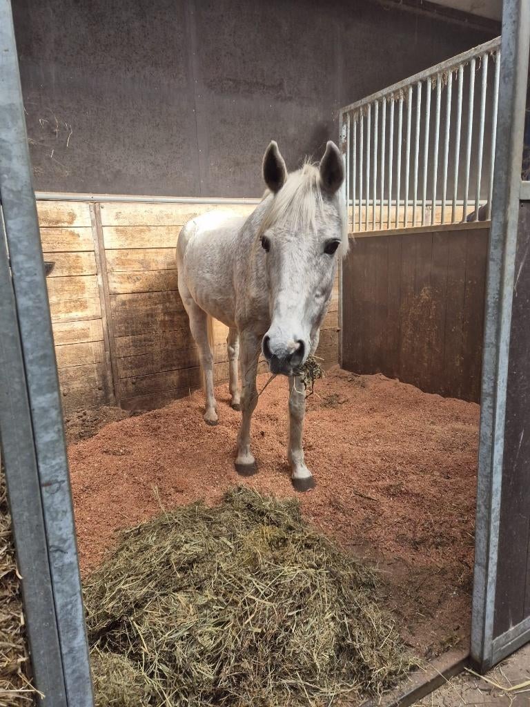 Lieve d-pony, Dieren en Toebehoren, Pony's, B, Ruin, 11 jaar of ouder, Recreatiepony