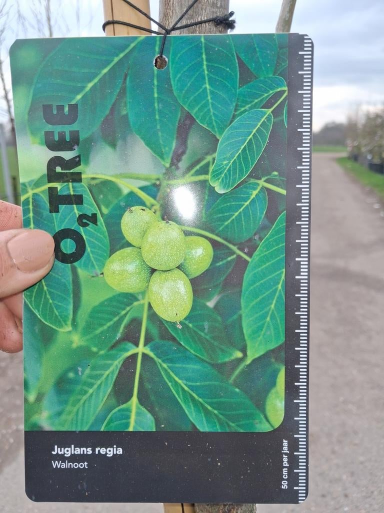 Walnotenboom Juglans regia - In pot walnoot, Lente, In pot, Ophalen of Verzenden, 250 tot 400 cm