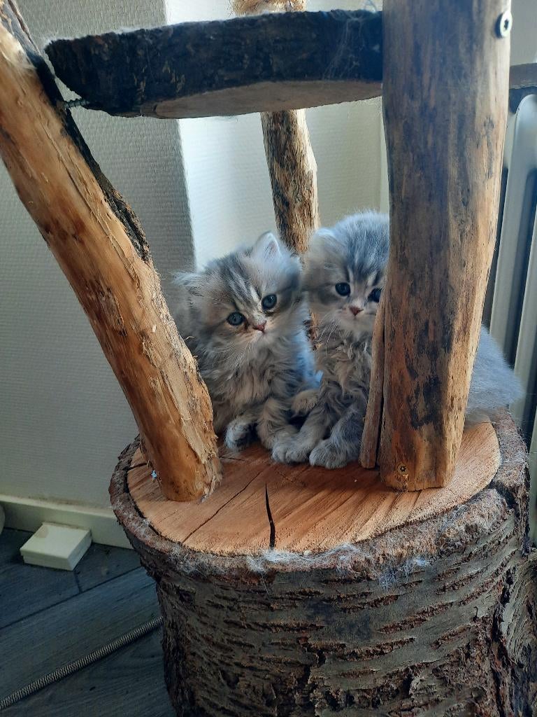 Britse korthaar kittens, Meerdere dieren, Ontwormd, 0 tot 2 jaar