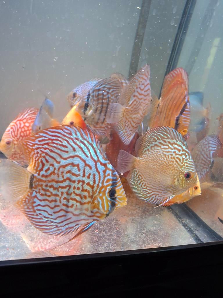 Discus vissen 22 stuks 35 per stuk., Dieren en Toebehoren