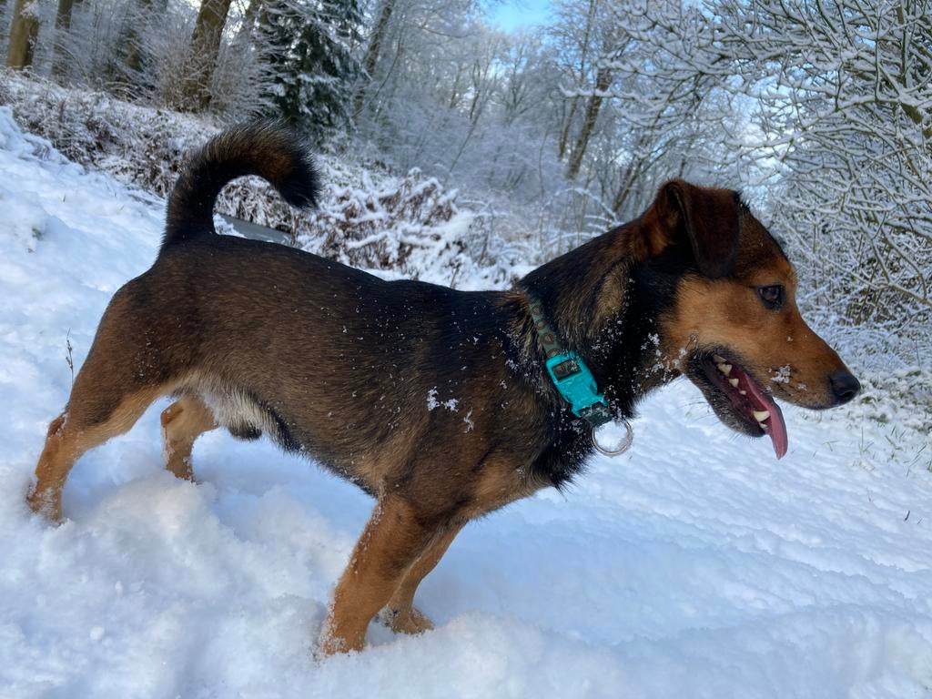 Lieve ervaren Jack Russel dekreu, Dieren en Toebehoren, Honden | Dekreuen, Reu, Particulier, Eén hond, Nederland, 1 tot 2 jaar