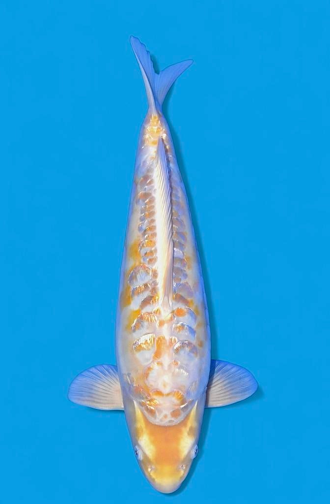 Special ARAGOKE japanse koi, Karper of Koi
