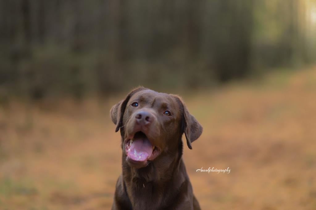 Prachtige bruine Labrador dekreu (HD ED vrij getest), Dieren en Toebehoren, Honden | Dekreuen, Reu, Particulier, Eén hond, Nederland