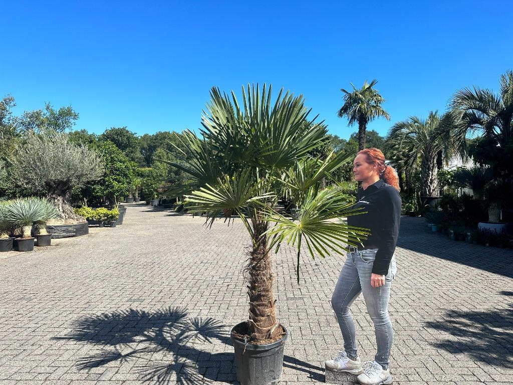 Trachycarpus fortunei palmbomen met 80 cm stamhoogte te koop, In pot, Halfschaduw, Ophalen of Verzenden, Lente