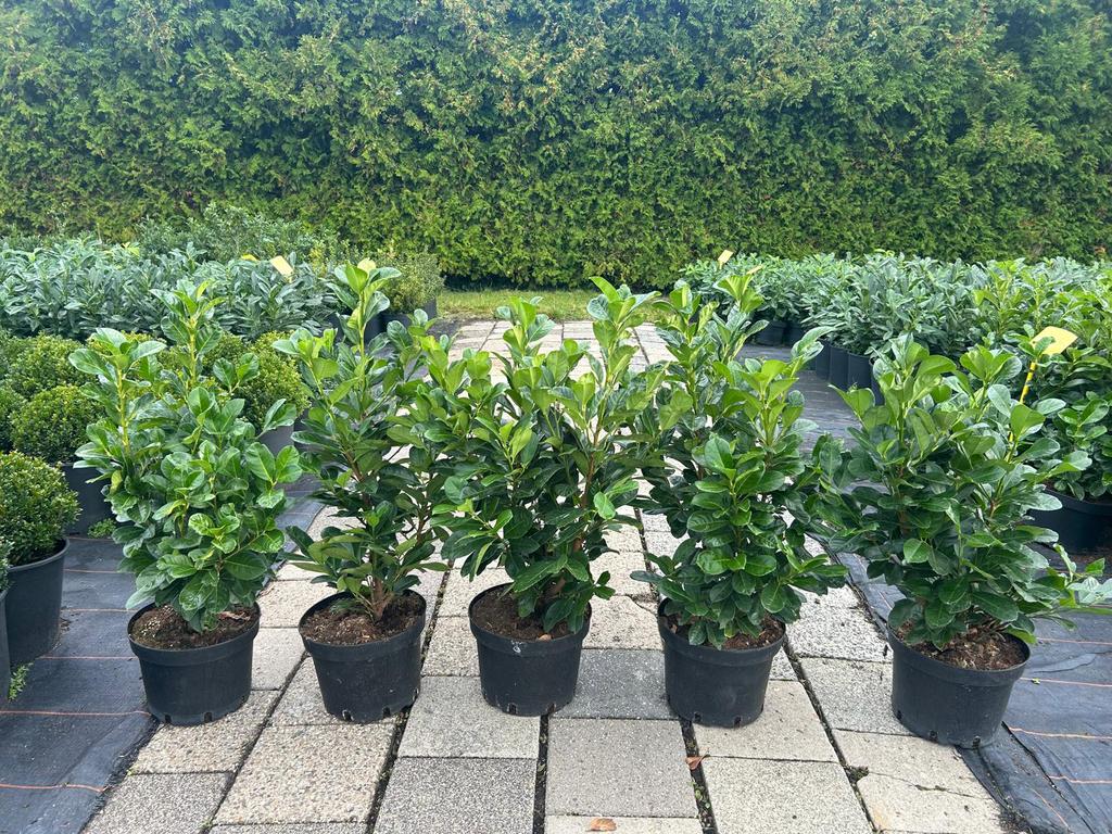 Prunus Etna(haagplant)., Ophalen, Laurier, 100 tot 250 cm