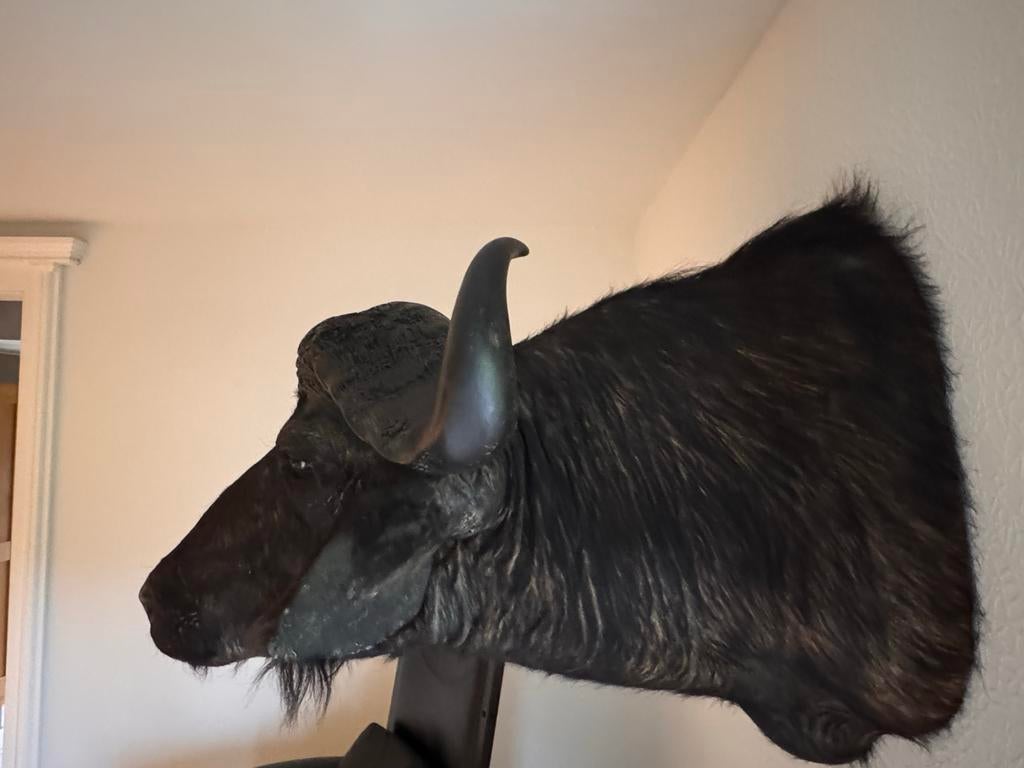 Buffel Wanddecoratie, Ophalen of Verzenden, Zo goed als nieuw