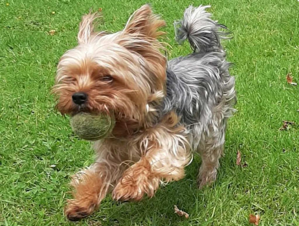 Dekreu met stamboom, Yorkshire Terriër, Dieren en Toebehoren, Honden | Dekreuen, België, Fokker | Hobbymatig, Reu, Parvo