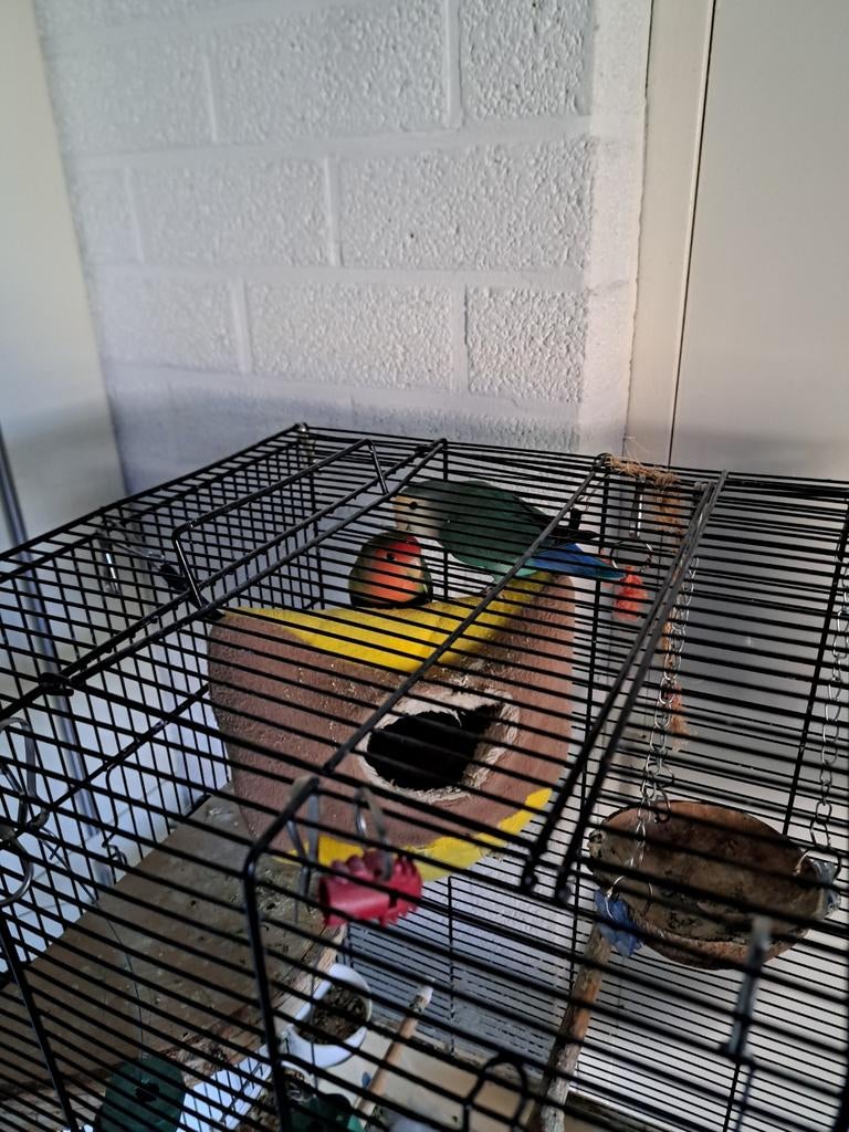 2 Dwergpapegaaien in kooi