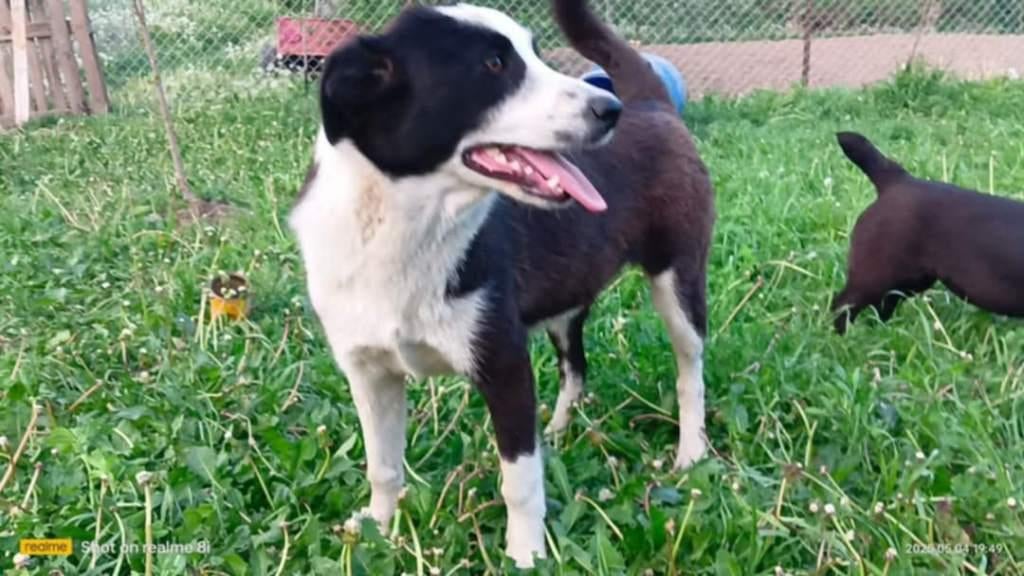 Milara–een zachte ziel met lange poten en een lief hart , Dieren en Toebehoren, Honden | Niet-rashonden, Middel, Teef, Particulier