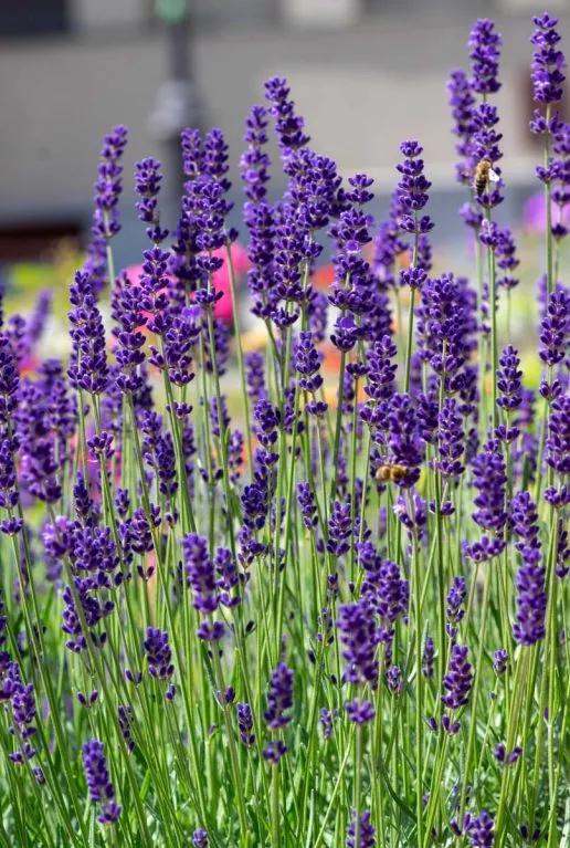 Lavendel - Lavandula Angustifolia - Heerlijk geurend, Ophalen, Bodembedekkers, Volle zon, Vaste plant