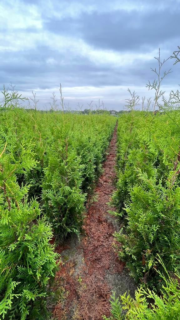 Thuja occidentalis ‘Brabant’ haagconiferen in maten, Ophalen of Verzenden, Conifeer, 100 tot 250 cm