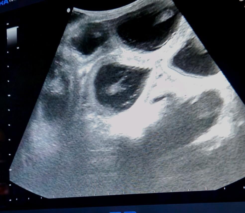 🐶🍼 drachtecho laten maken van uw teefje? 🐶🍼, Verzorging