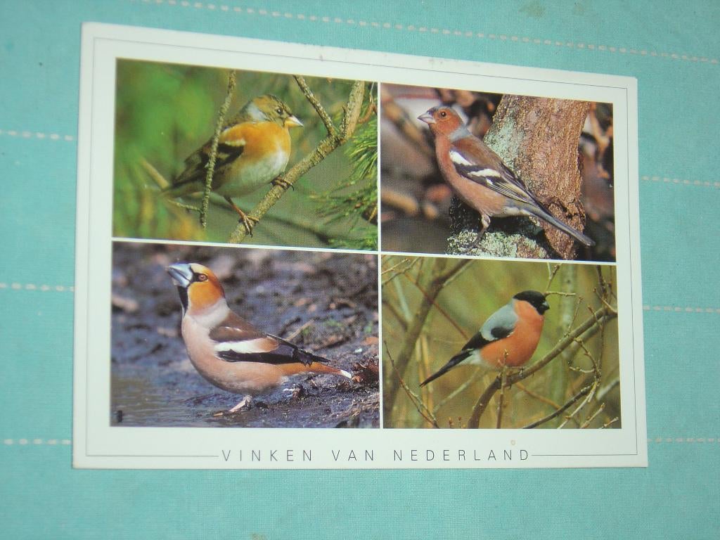 4) kleuren ansichtkaart Vogels, Verzenden, 1980 tot heden, Gelopen, Vogel