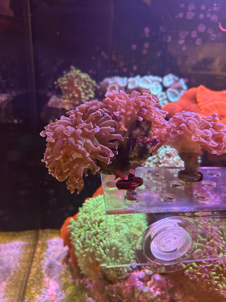 euphyllia paraancora paarse tip, Dieren en Toebehoren, Vis