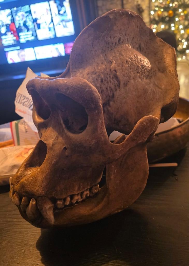 Gorilla Schedel taxidermie opgezette dieren aap skull, Ophalen of Verzenden, Nieuw, Schedel