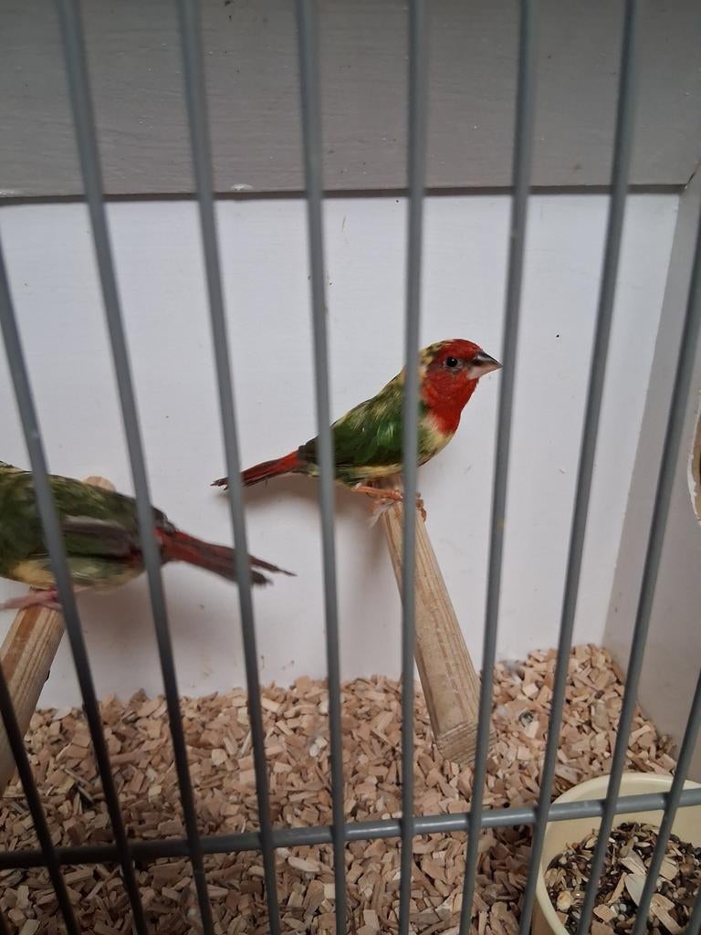 Gezocht vele soorten vogels zondag in heeten, Dieren en Toebehoren, Vogels | Overige Vogels, Meerdere dieren